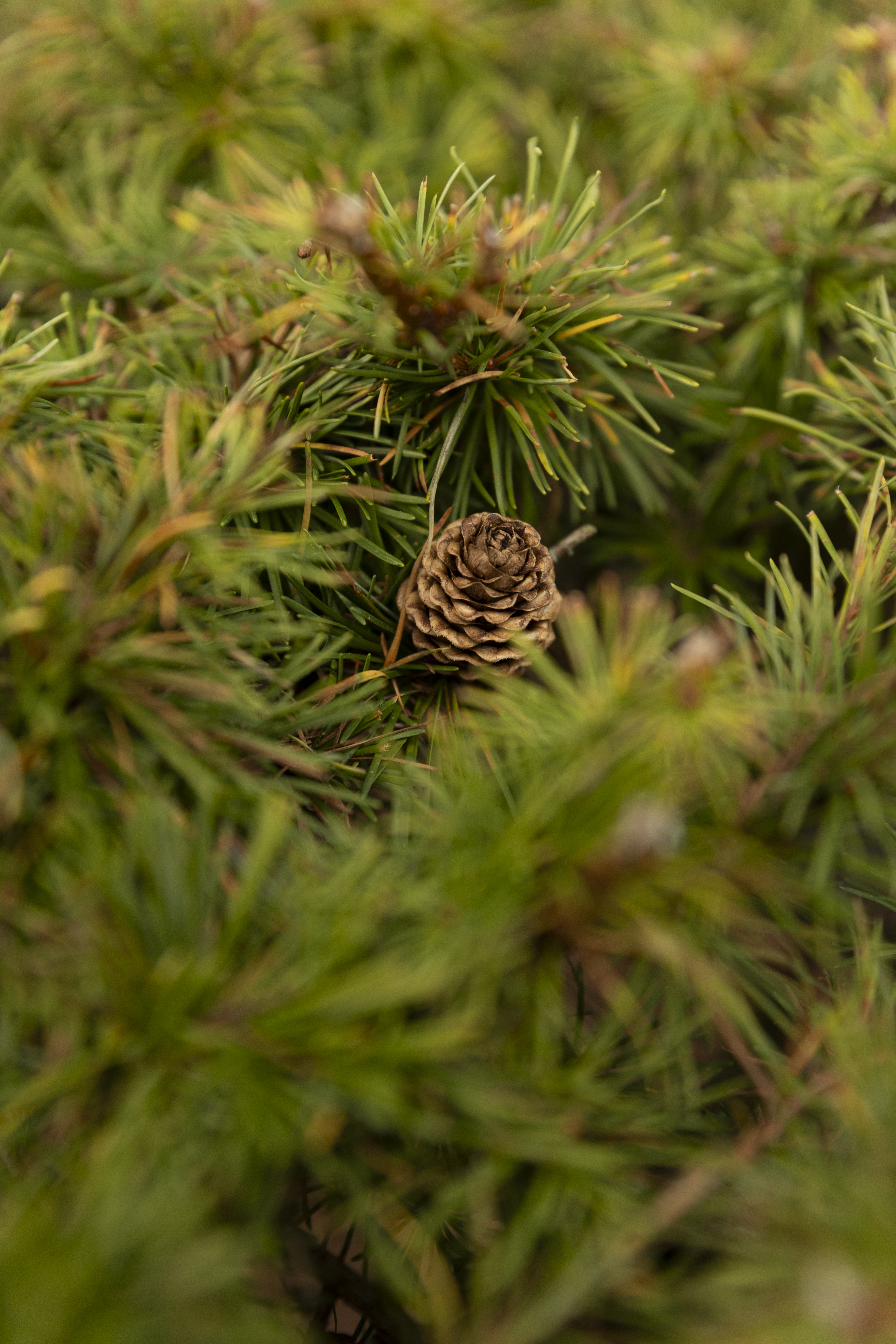 Larix kaempferi Bonsai